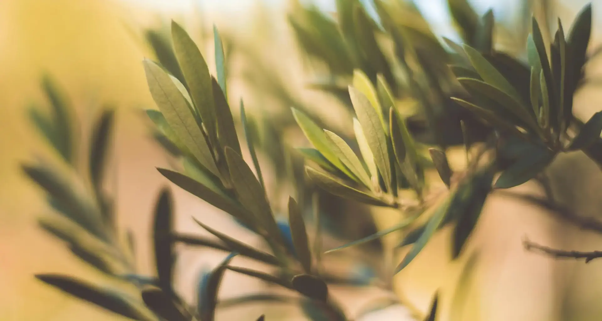 olive grove - homepage background